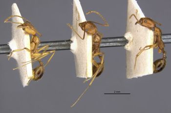 Media type: image;   Entomology 30876 Aspect: habitus lateral view 3